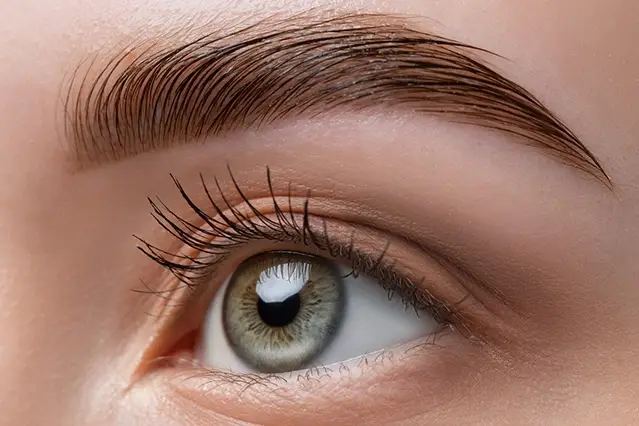 Close-up of a perfectly groomed eyebrow and lashes.